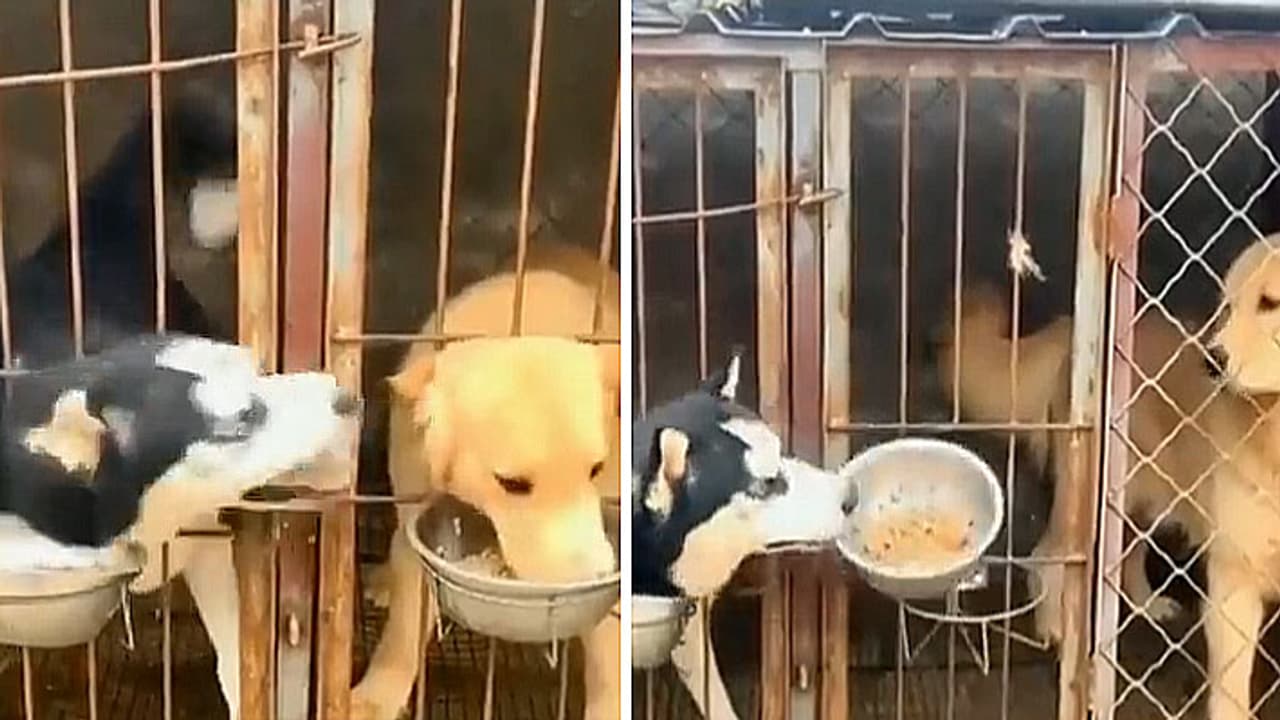 most clever dog just like politicians most clever dog just like politicians