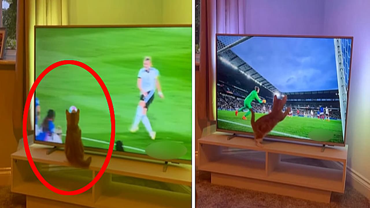 goalkeeper cat funny video goalkeeper cat funny video