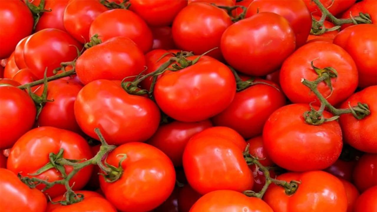 Tomato price in india Tomato price in india