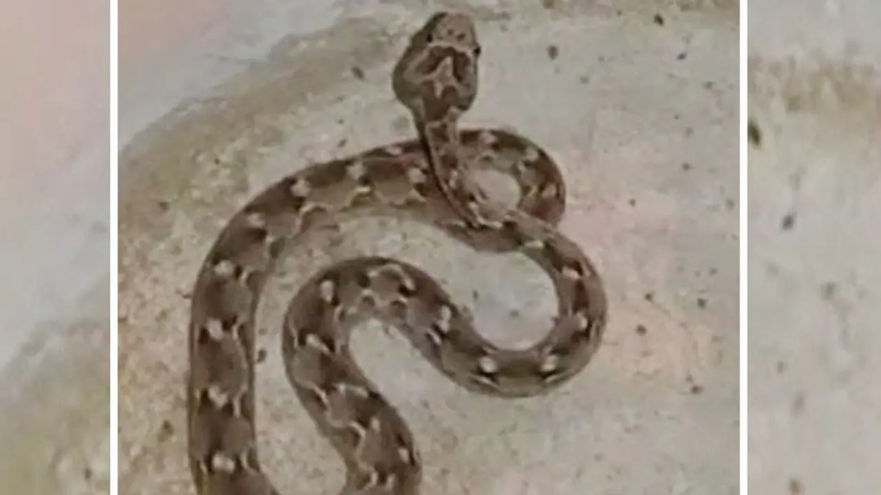 unique case of rajasthan