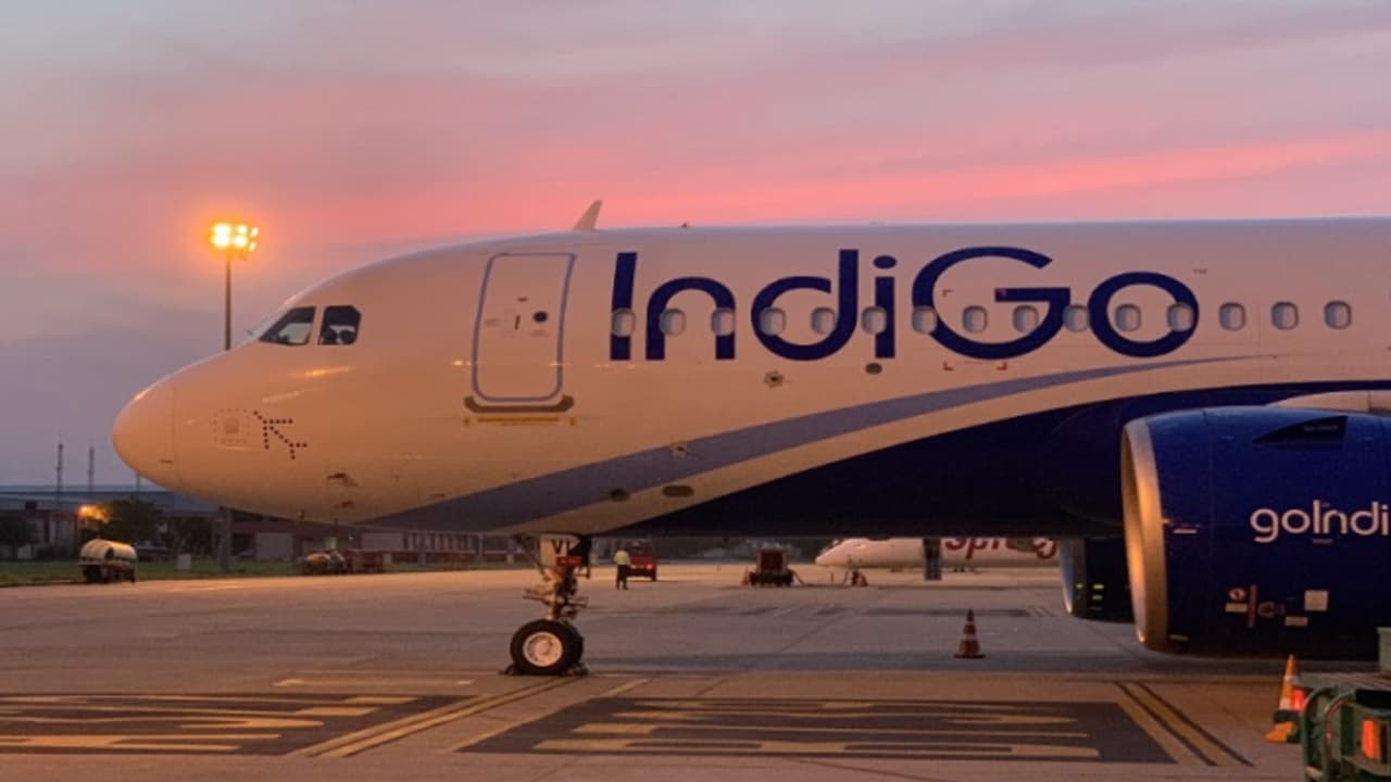 indigo indigo