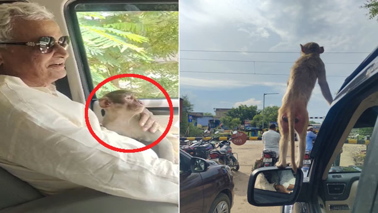 Monkey travels in car with MP