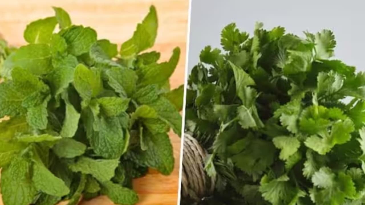 mint and coriander mint and coriander