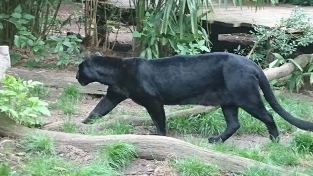 Baghera news Baghera news