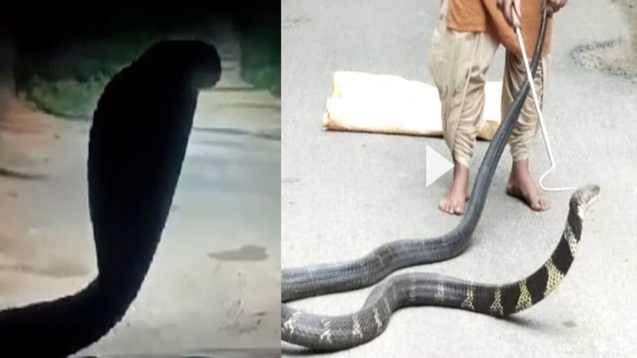 chhattisgarh news chhattisgarh news