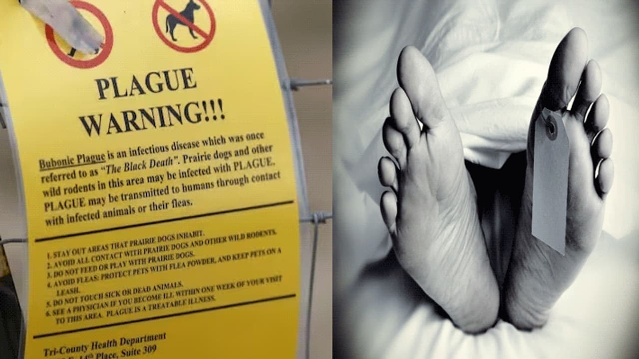 Bubonic Plague Bubonic Plague