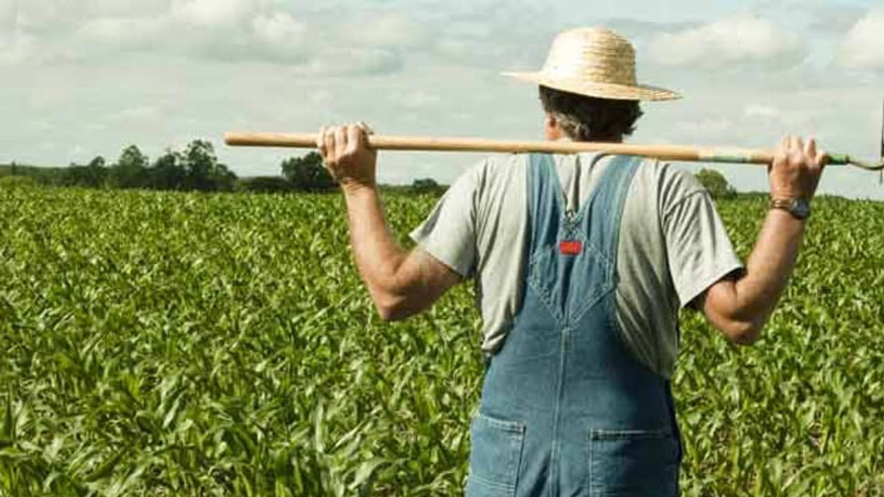 Opium cultivation in Rajasthan Opium cultivation in Rajasthan