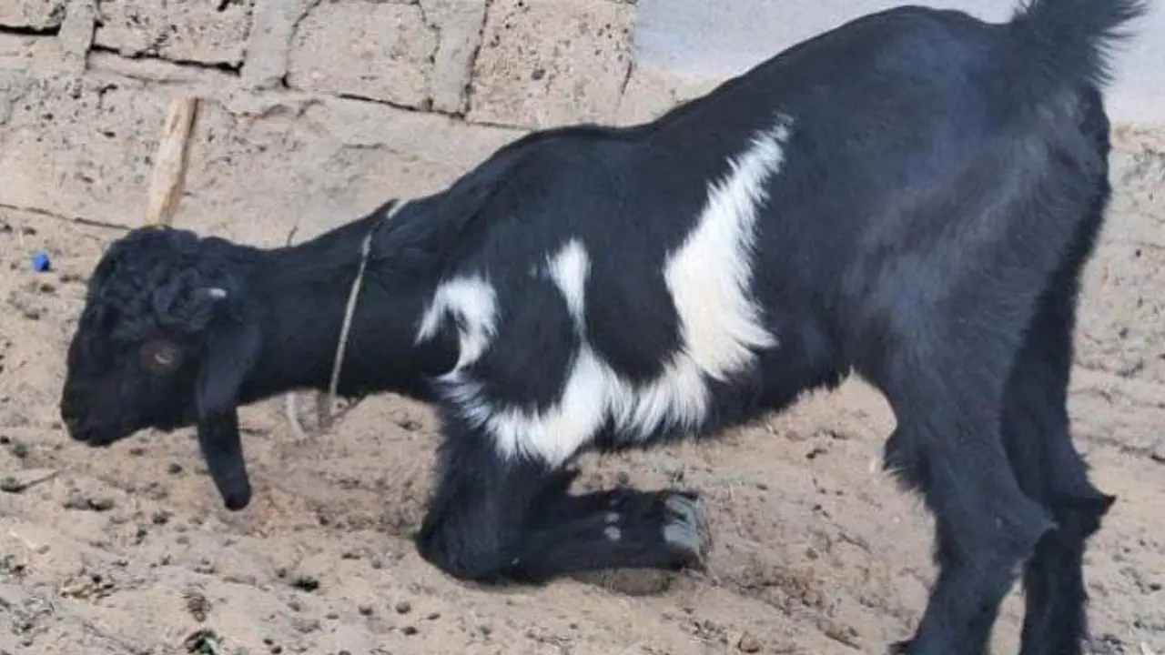 Bakra Eid 2024 Ramadan Bakra Eid 2024 Ramadan