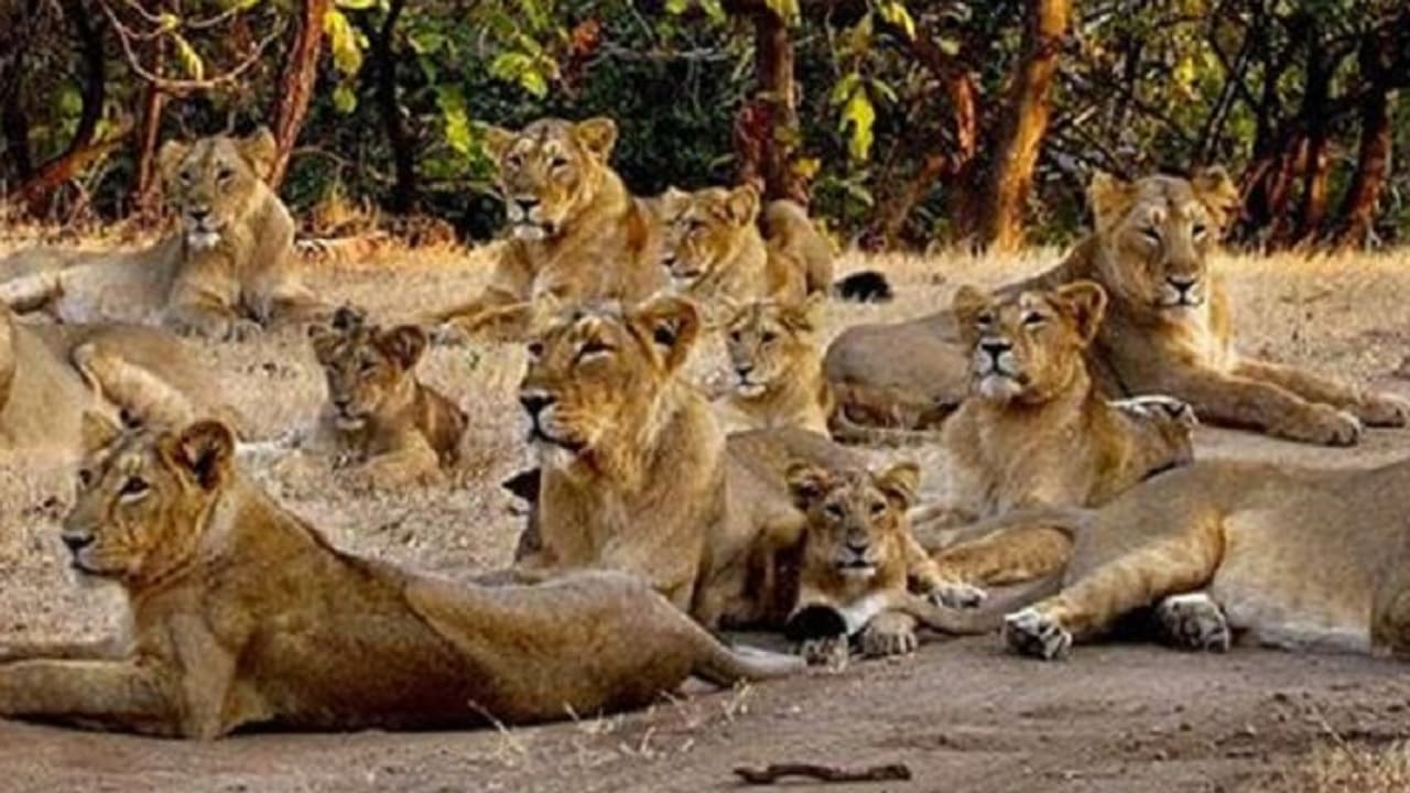 Gir National Park Gujarat Gir National Park Gujarat