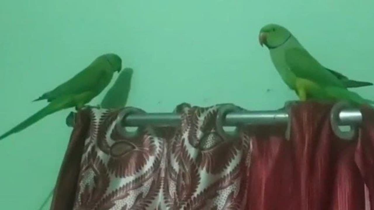 birds love story birds love story