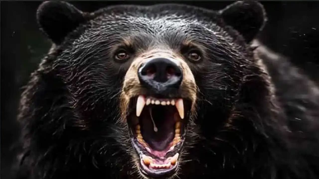 sawai madhopur sawai madhopur