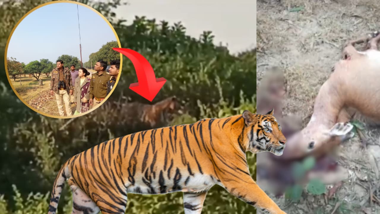 Tiger Spotted In Lucknow Karokri Tiger Spotted In Lucknow Karokri