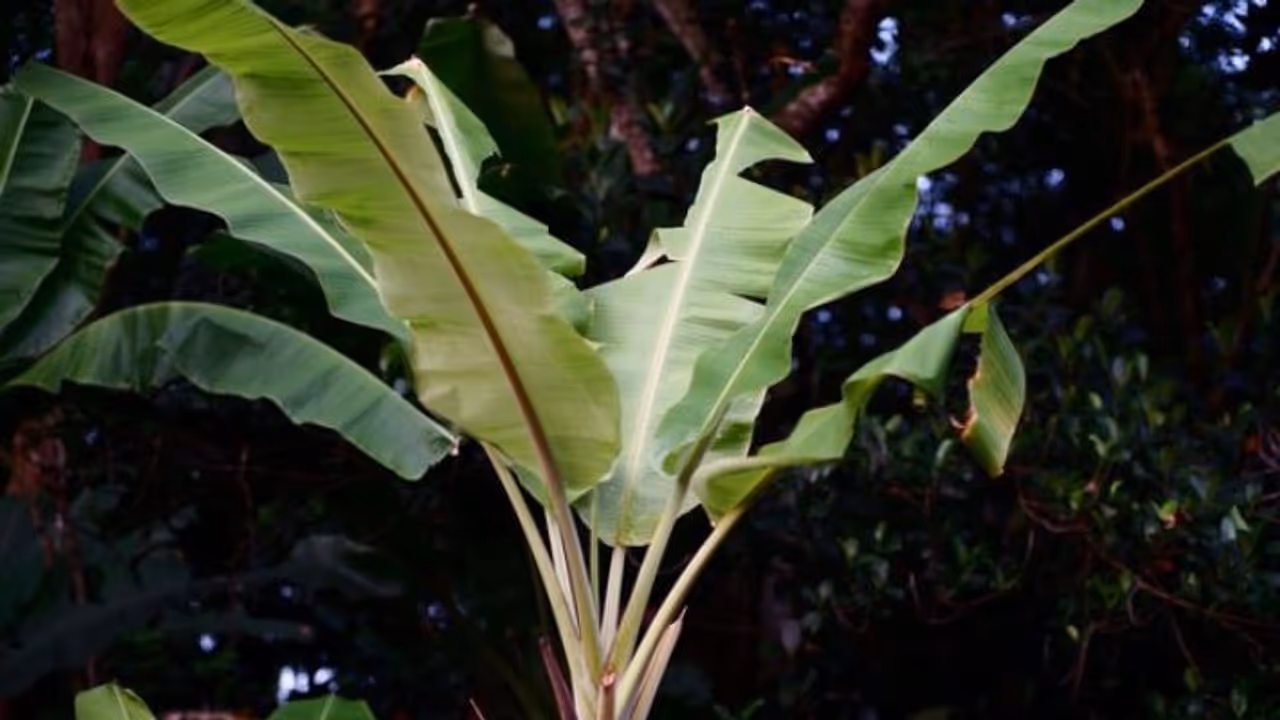 Is banana tree Is banana tree