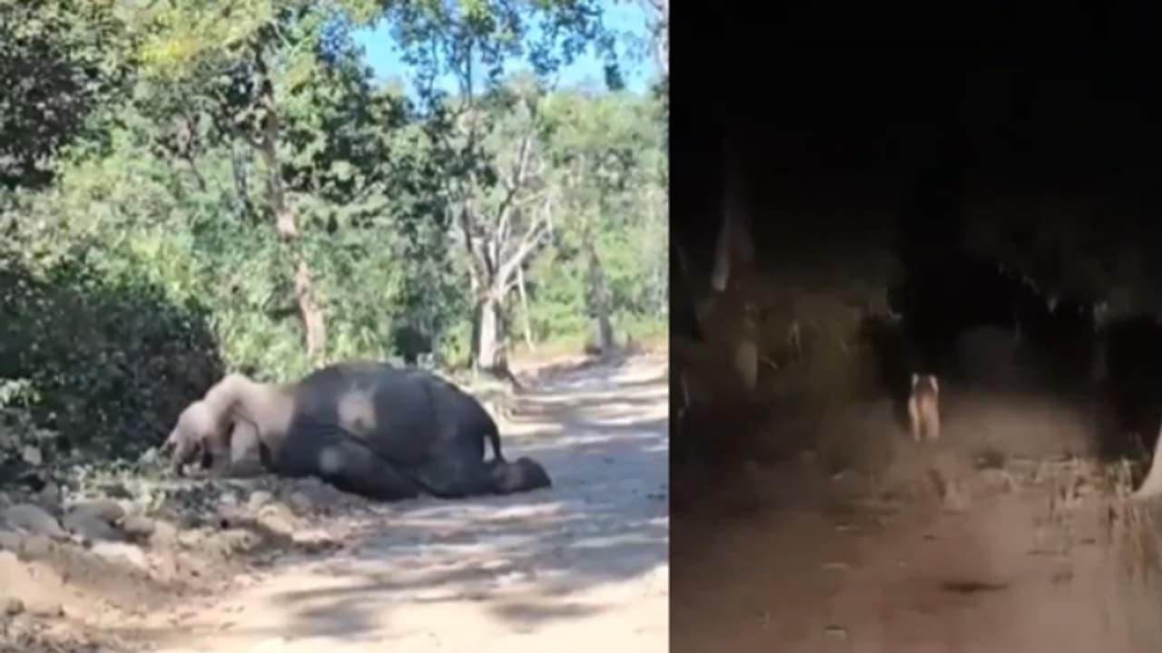 jim corbett national park bijrani zone elephant death tiger chased investigation jim corbett national park bijrani zone elephant death tiger chased investigation