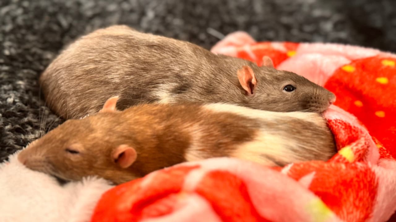 Jind chuho ki chori animal house 3500 chuhia 150 chuhe chori police investigation Jind chuho ki chori animal house 3500 chuhia 150 chuhe chori police investigation