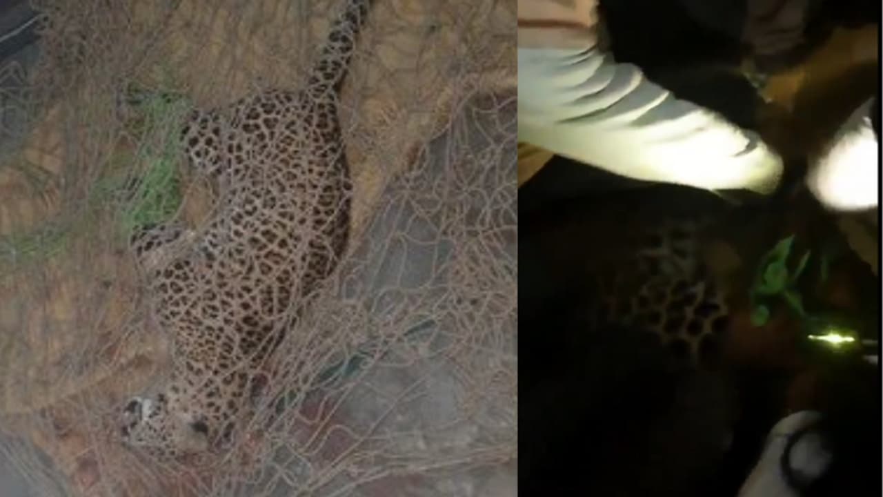 UP Maharajganj tiger attacks masjid maharajganj three injured suspected death wildlife protection investigation UP Maharajganj tiger attacks masjid maharajganj three injured suspected death wildlife protection investigation