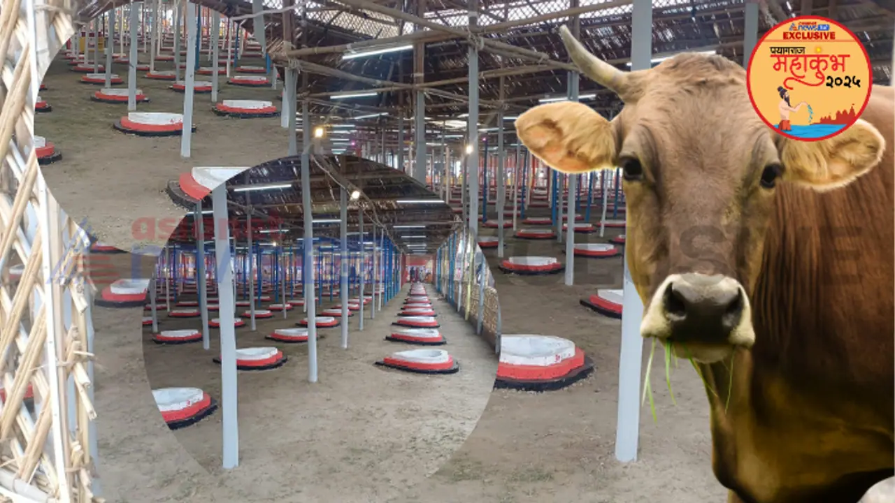 cow mahayagya cow mahayagya