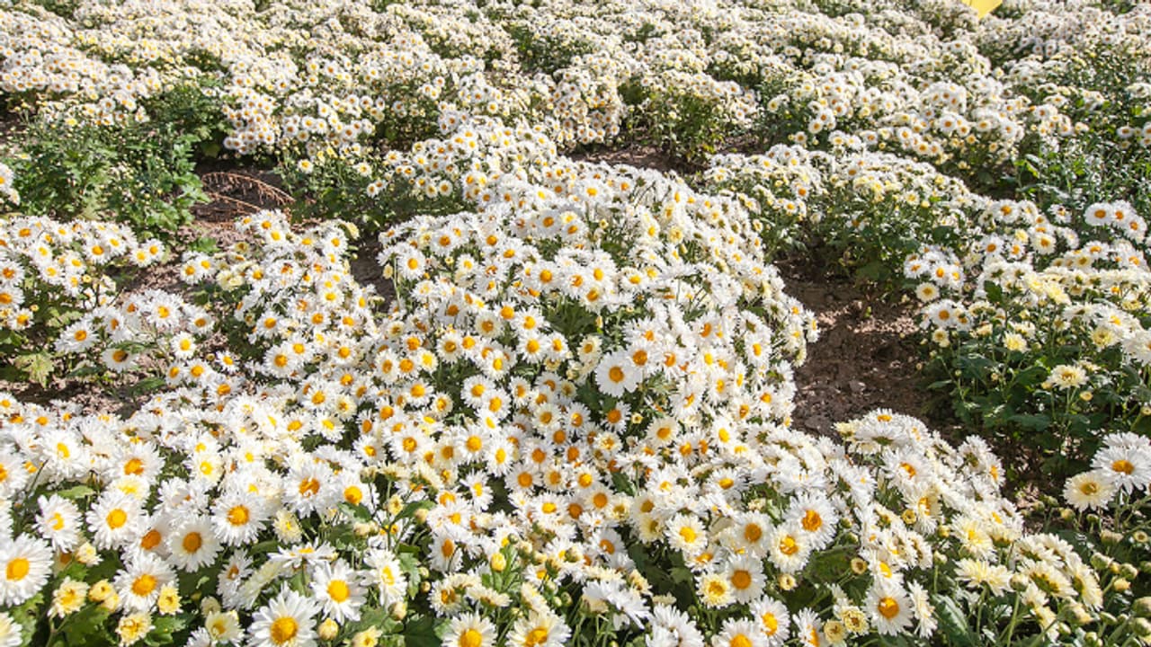 saharanpur kisan ashwani kumar flower farming guldavari earnings agriculture msp crops saharanpur kisan ashwani kumar flower farming guldavari earnings agriculture msp crops