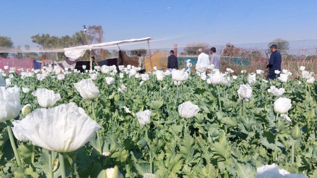 chittorgarh Opium farming narcotics department cc tv cameras chittorgarh Opium farming narcotics department cc tv cameras