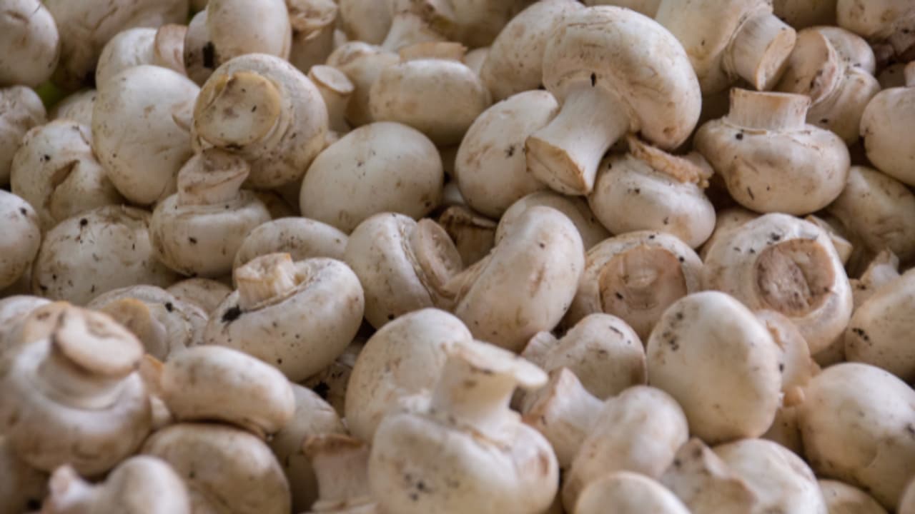 kaushambi farmer earns lakhs from mushroom farming cost profit technique kaushambi farmer earns lakhs from mushroom farming cost profit technique