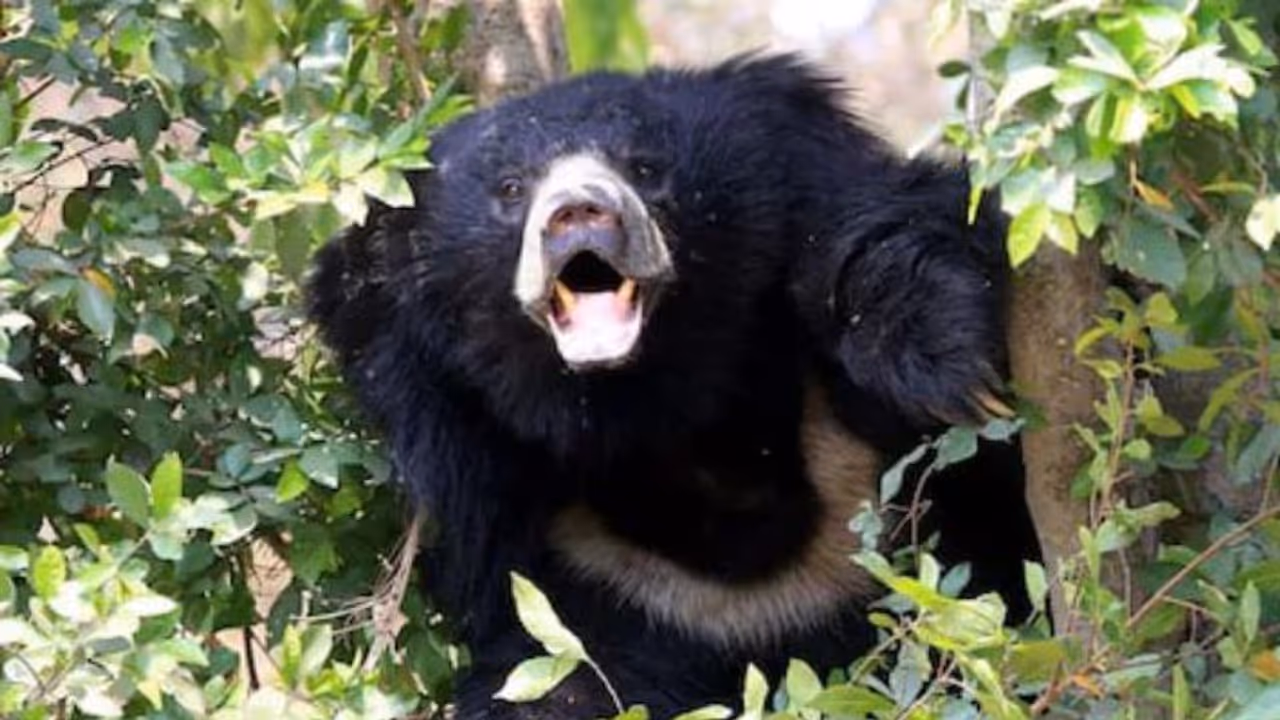 Rajsamand latest news Rajsamand latest news