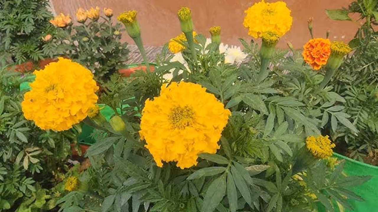 rose genda seasonal flower plants for home garden in summer rose genda seasonal flower plants for home garden in summer