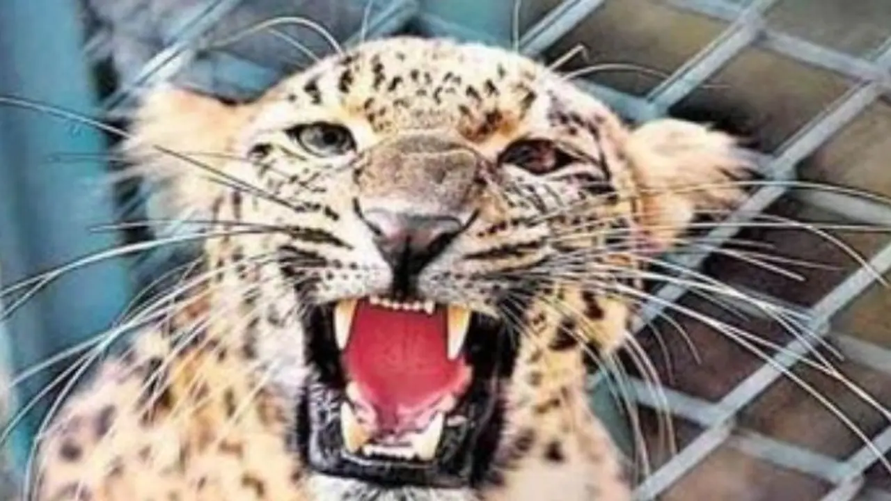 Bijnor News Bijnor News