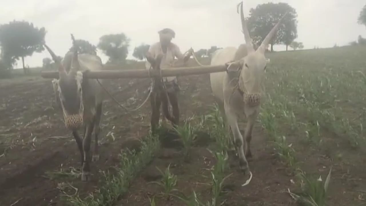 Vijayanagara Farmers destroy Maize crops Vijayanagara Farmers destroy Maize crops