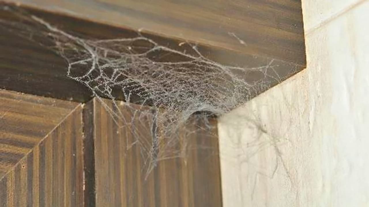 spider web in house