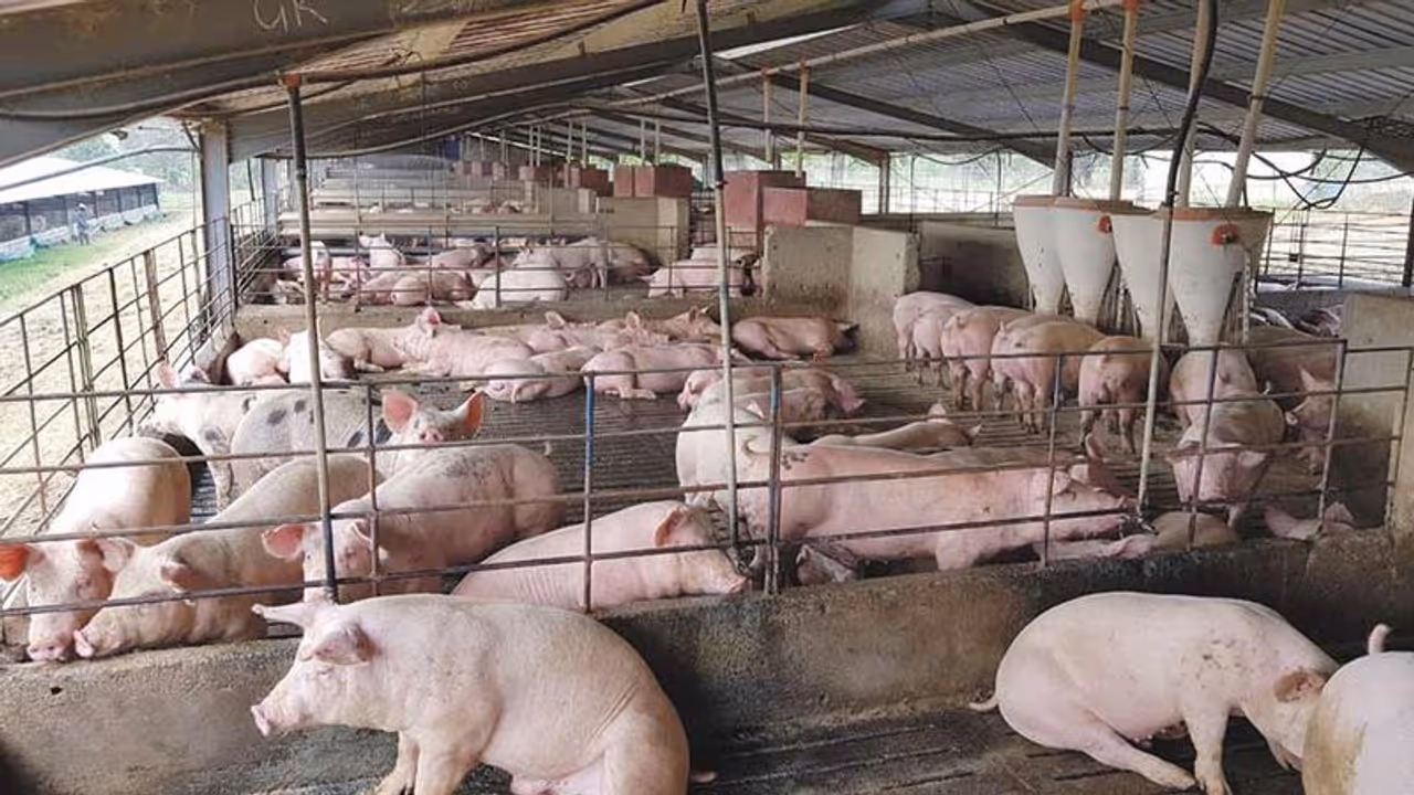 pig farm