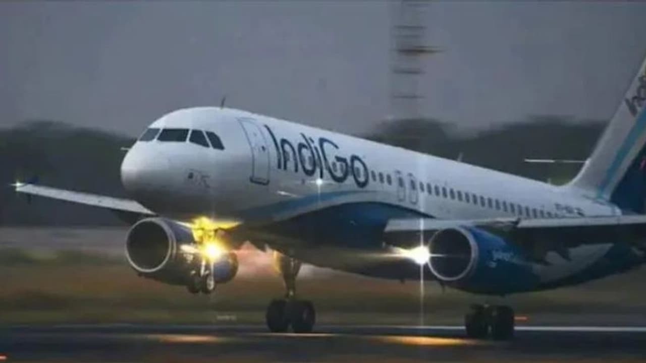 indigo