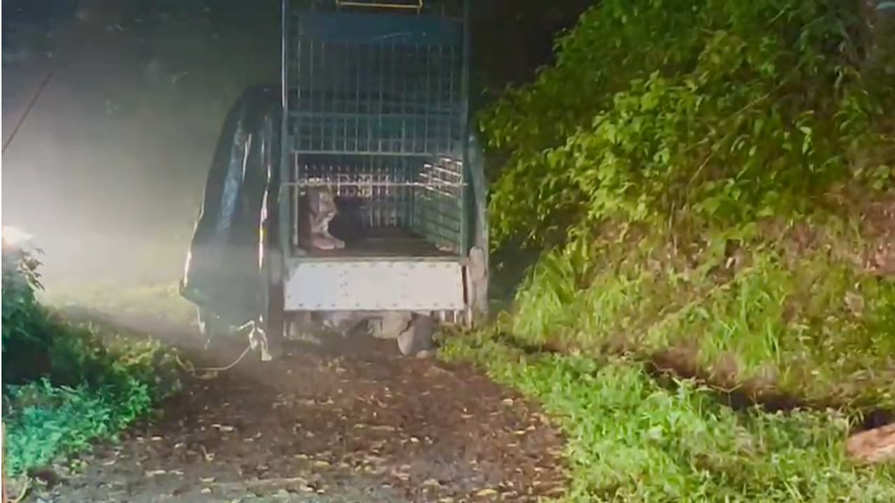 Tiger released Tiger released