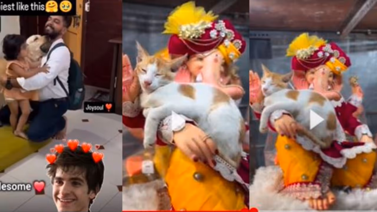dogs love cat sleeping in ganesh Idol arm