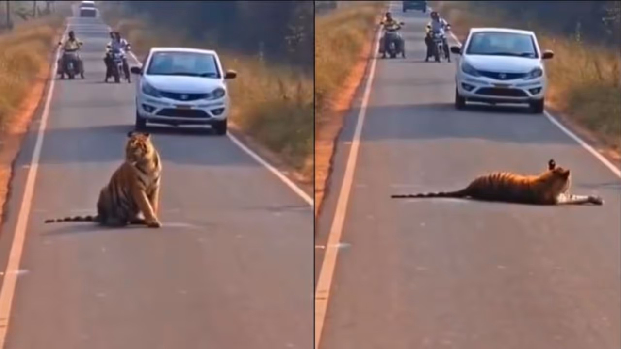 tiger caused traffic jam