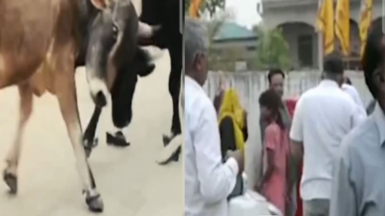 बुल फाइट