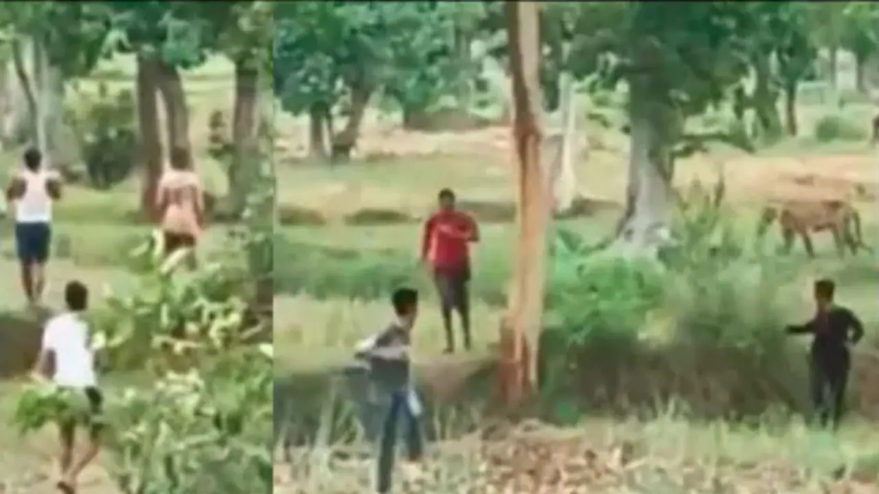 Group of People Pelt Stones at Tiger