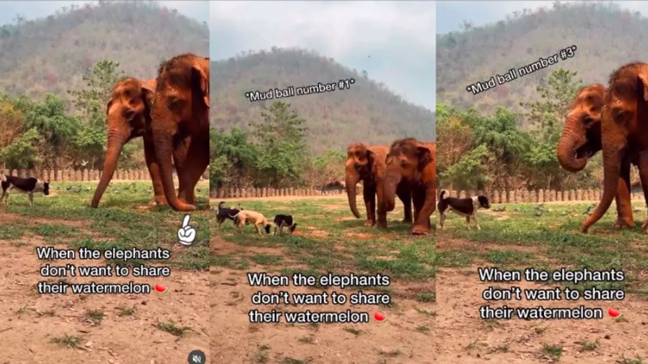 elephant and dog fight for food elephant and dog fight for food