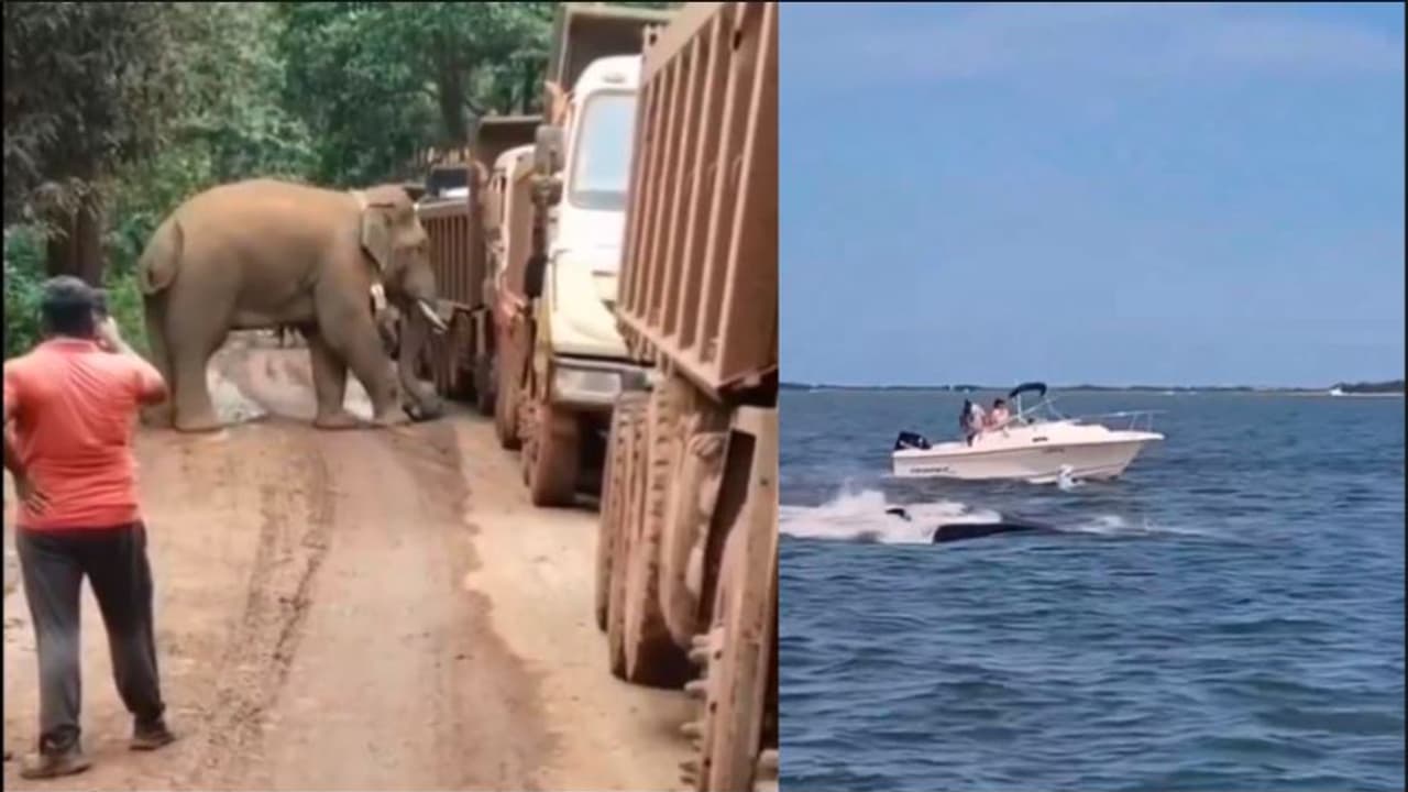 Elephant Blocks Road Whale Hits Boat, Dies