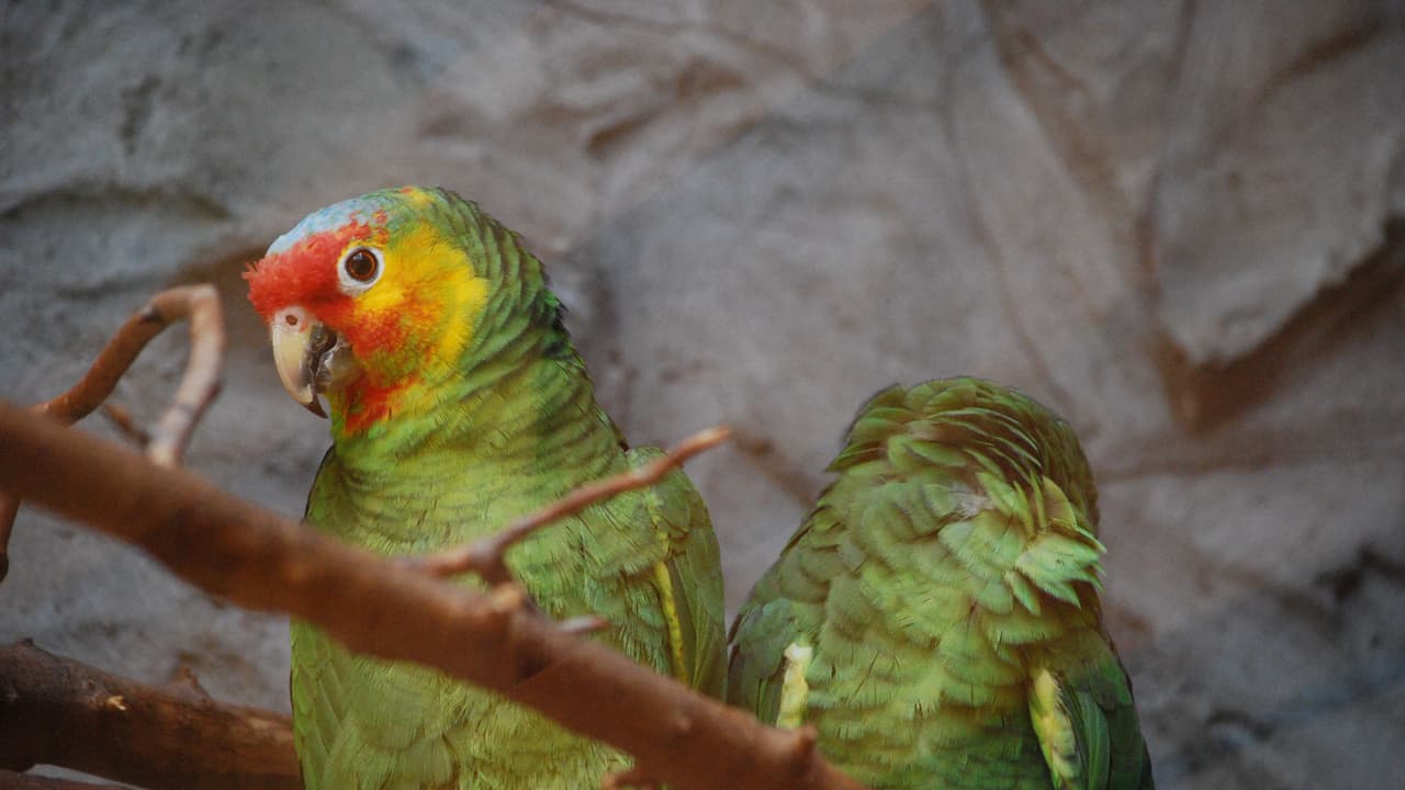 Parrot Fever Parrot Fever