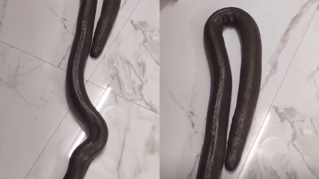 western blind snake western blind snake