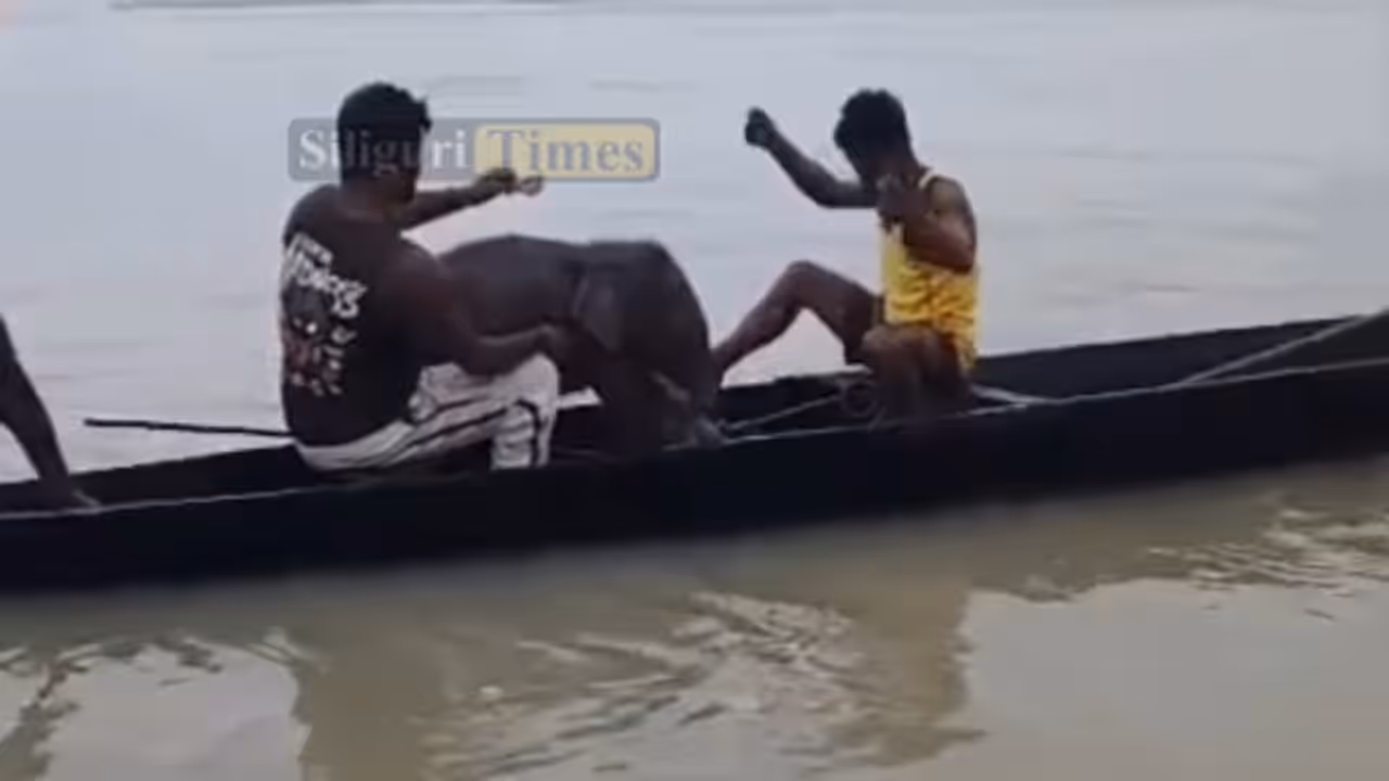 Fishermen Risk Lives To Save Baby Elephant From Teesta Fishermen Risk Lives To Save Baby Elephant From Teesta