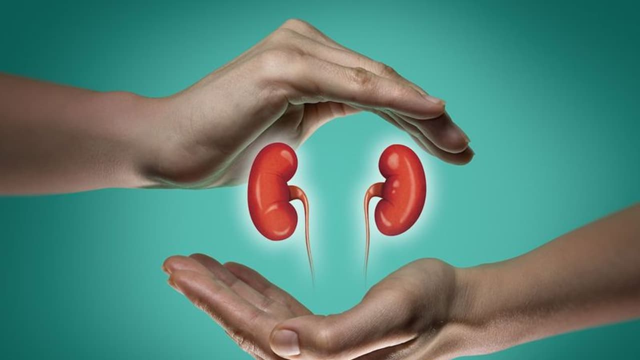 kidney