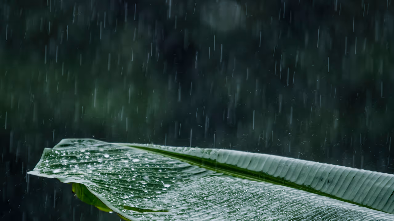 Kerala Monsoon Kerala Monsoon