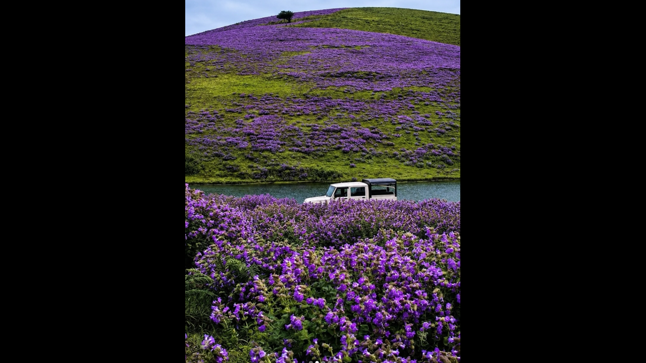 Rare Neelakurinji Bloom Paints Munnar Purple Rare Neelakurinji Bloom Paints Munnar Purple