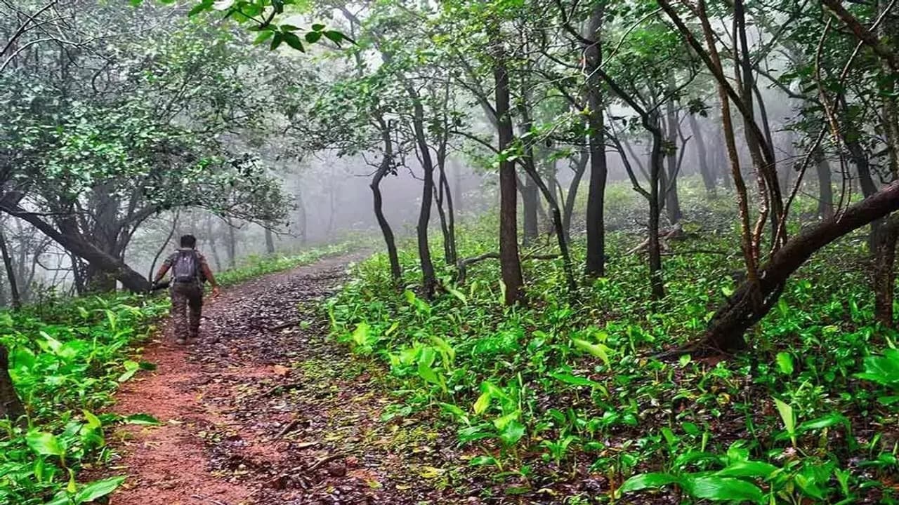 BM Kaval Forest Land BM Kaval Forest Land