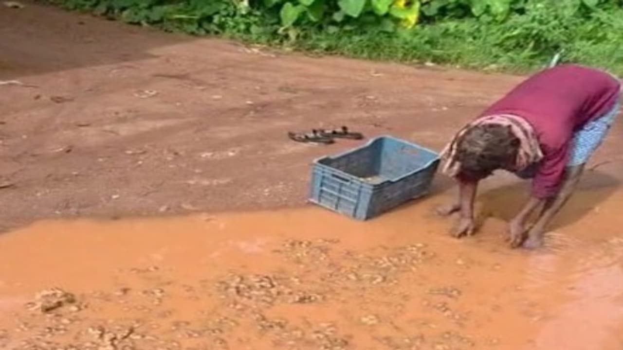 Ginger Cleaning Ginger Cleaning