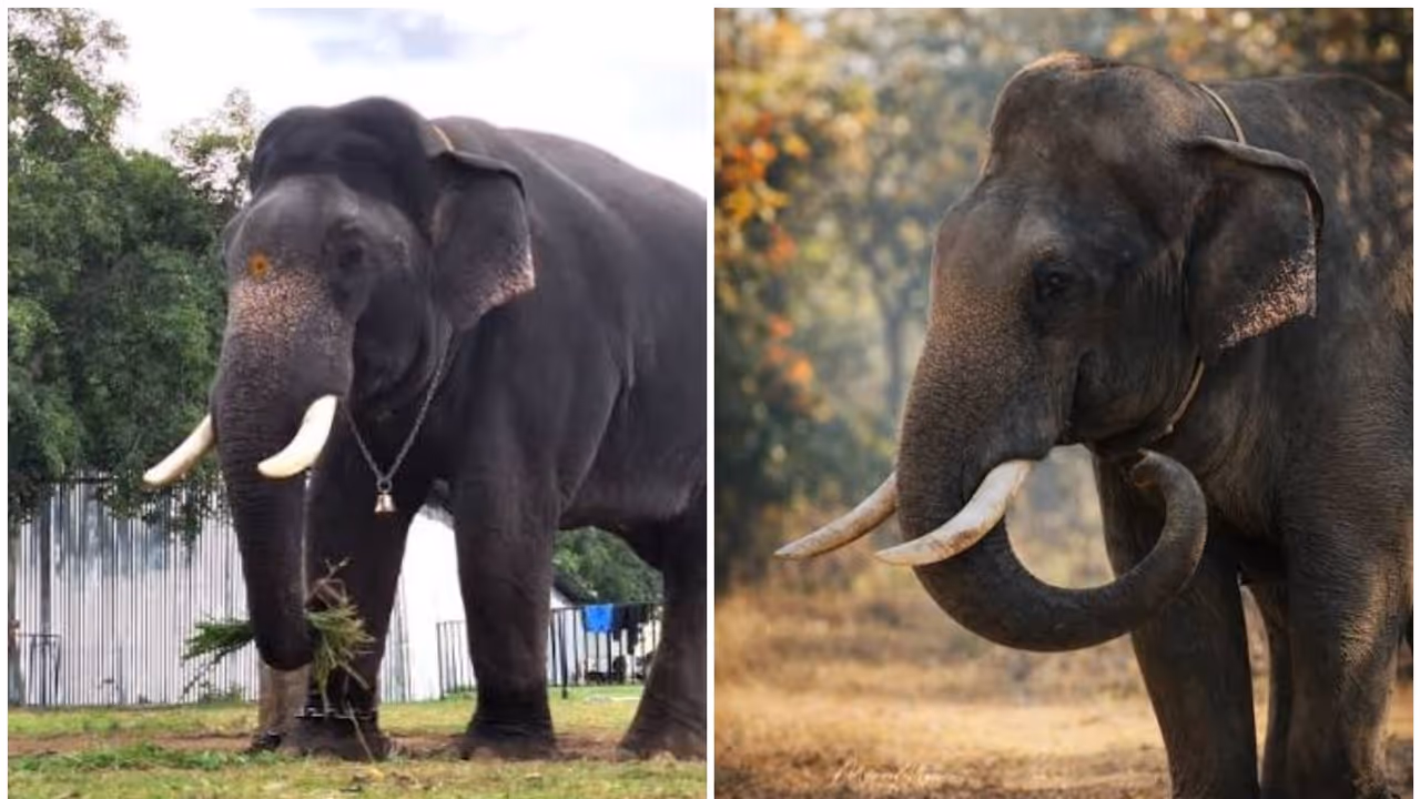 Sugriva becomes the heaviest elephant in the 2026 Mysuru Dasara squad Sugriva becomes the heaviest elephant in the 2026 Mysuru Dasara squad