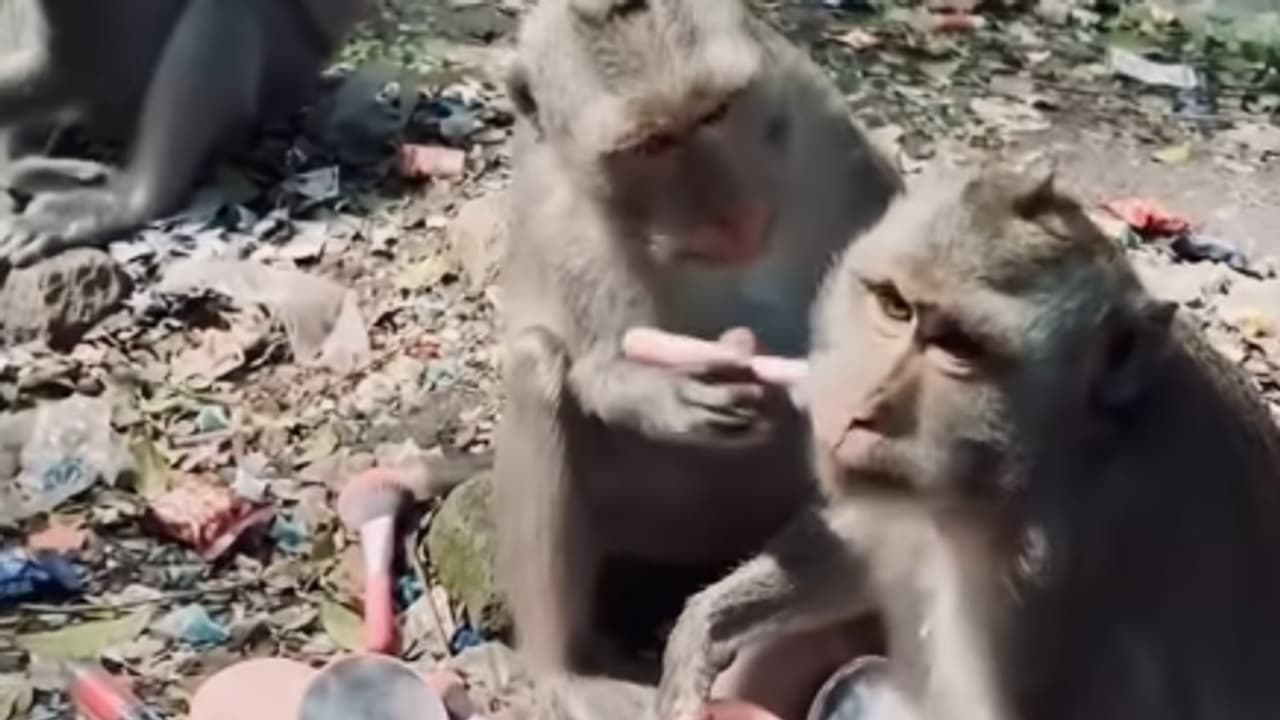 Monkey Picks Up Makeup Brush For An Unexpected Blush Session Monkey Picks Up Makeup Brush For An Unexpected Blush Session