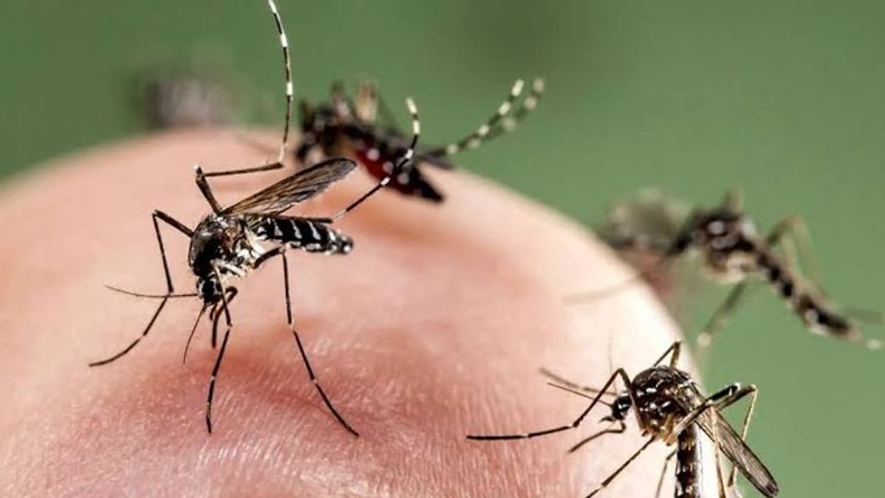 mosquitoes mosquitoes