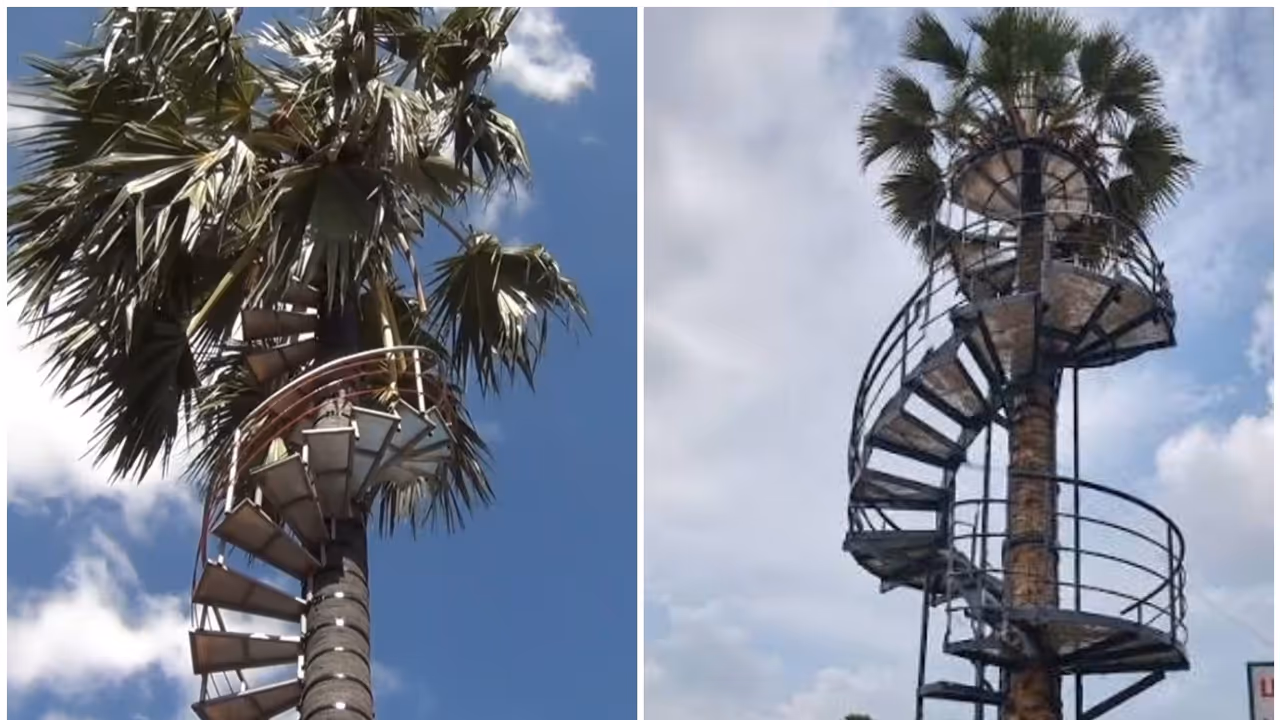 Iron stairs on palm tree Tamil Nadu Iron stairs on palm tree Tamil Nadu